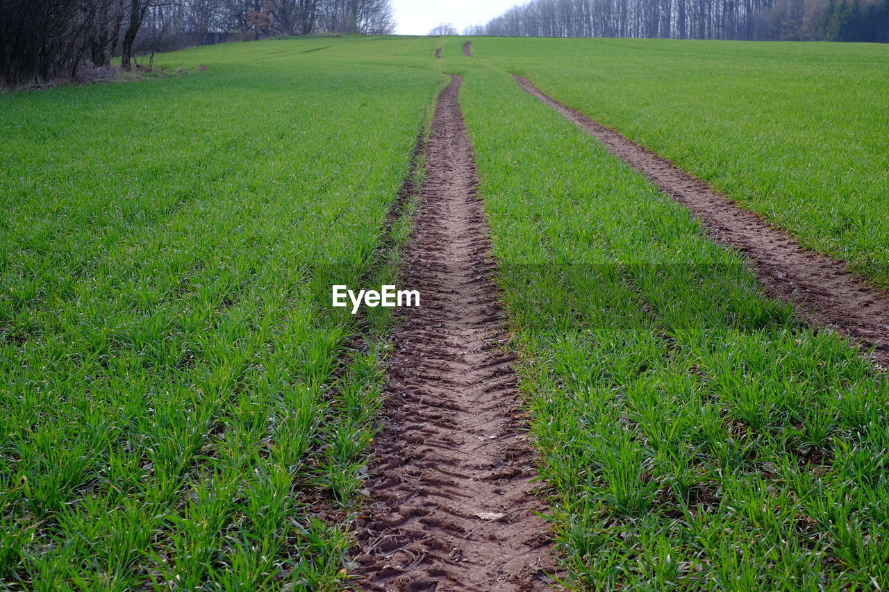 Narrow pathway along plants in field