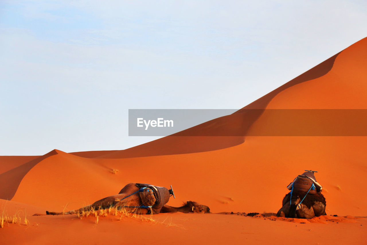 Camels on sand dune against clear sky