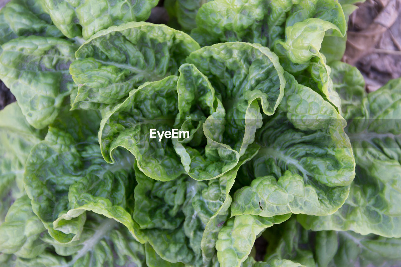Top view of variety of lettuce leaves planted in the organic garden