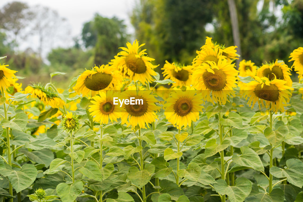 Close-up of yellow flowering plants on field