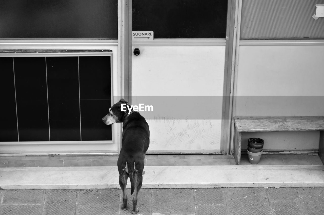 Rear view of dog standing against door