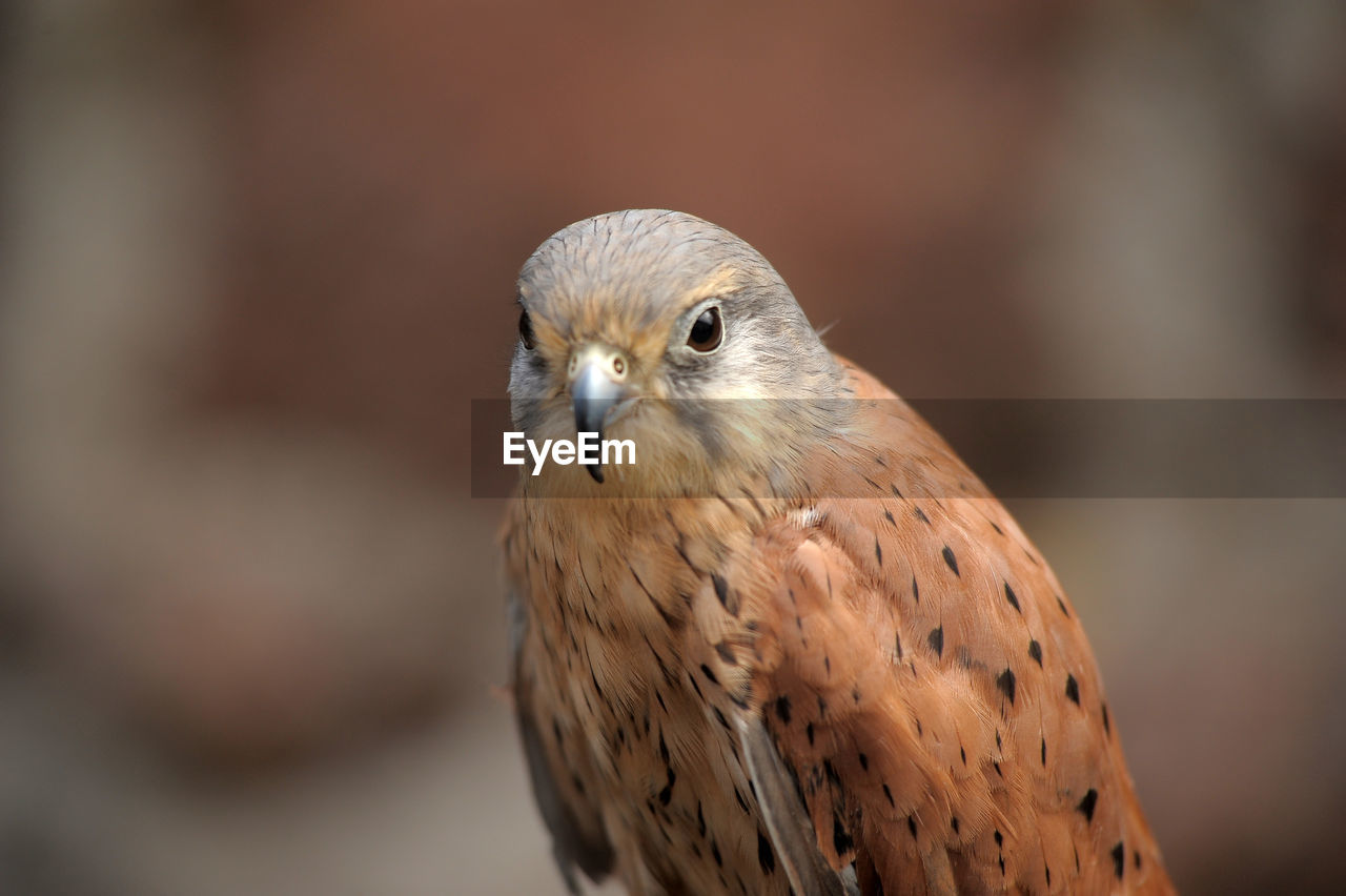 CLOSE-UP PORTRAIT OF A BIRD