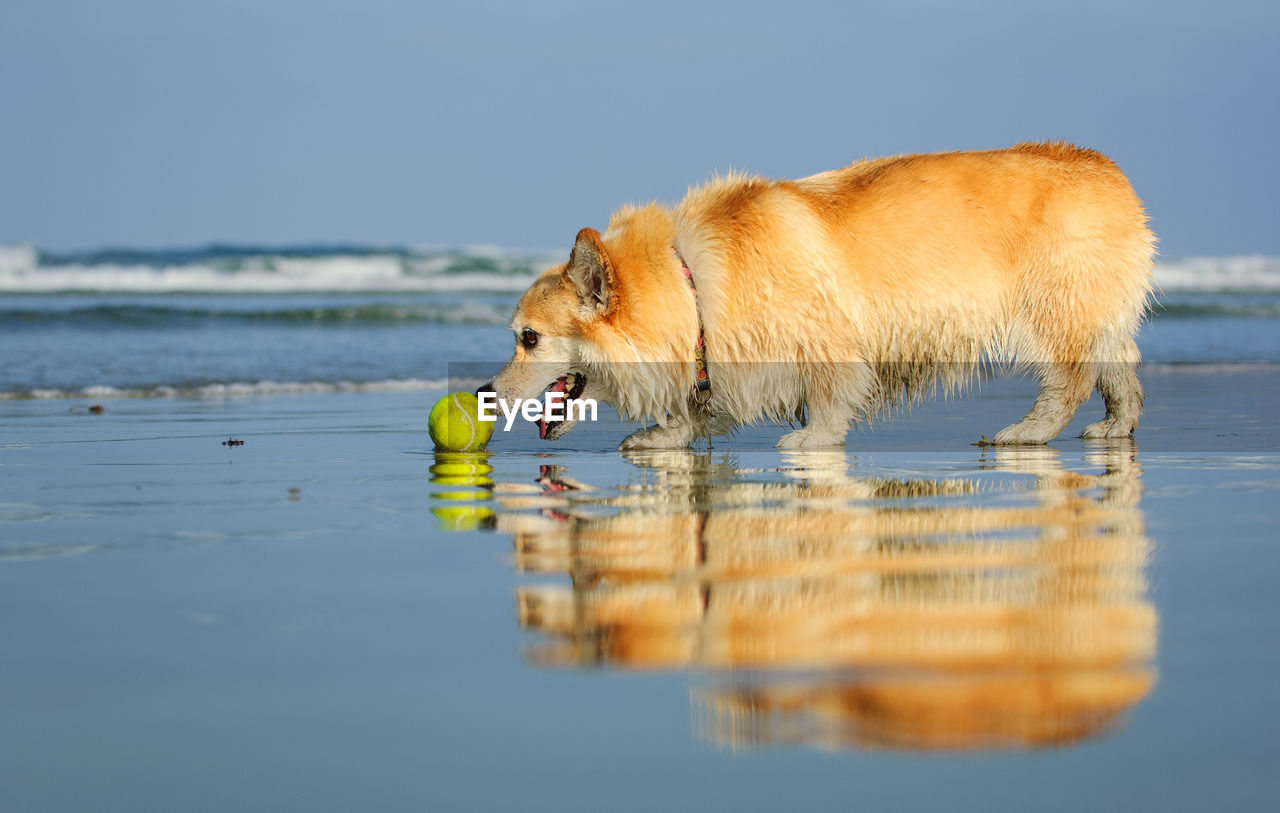 Full length side view of corgi with tennis ball on shore at beach