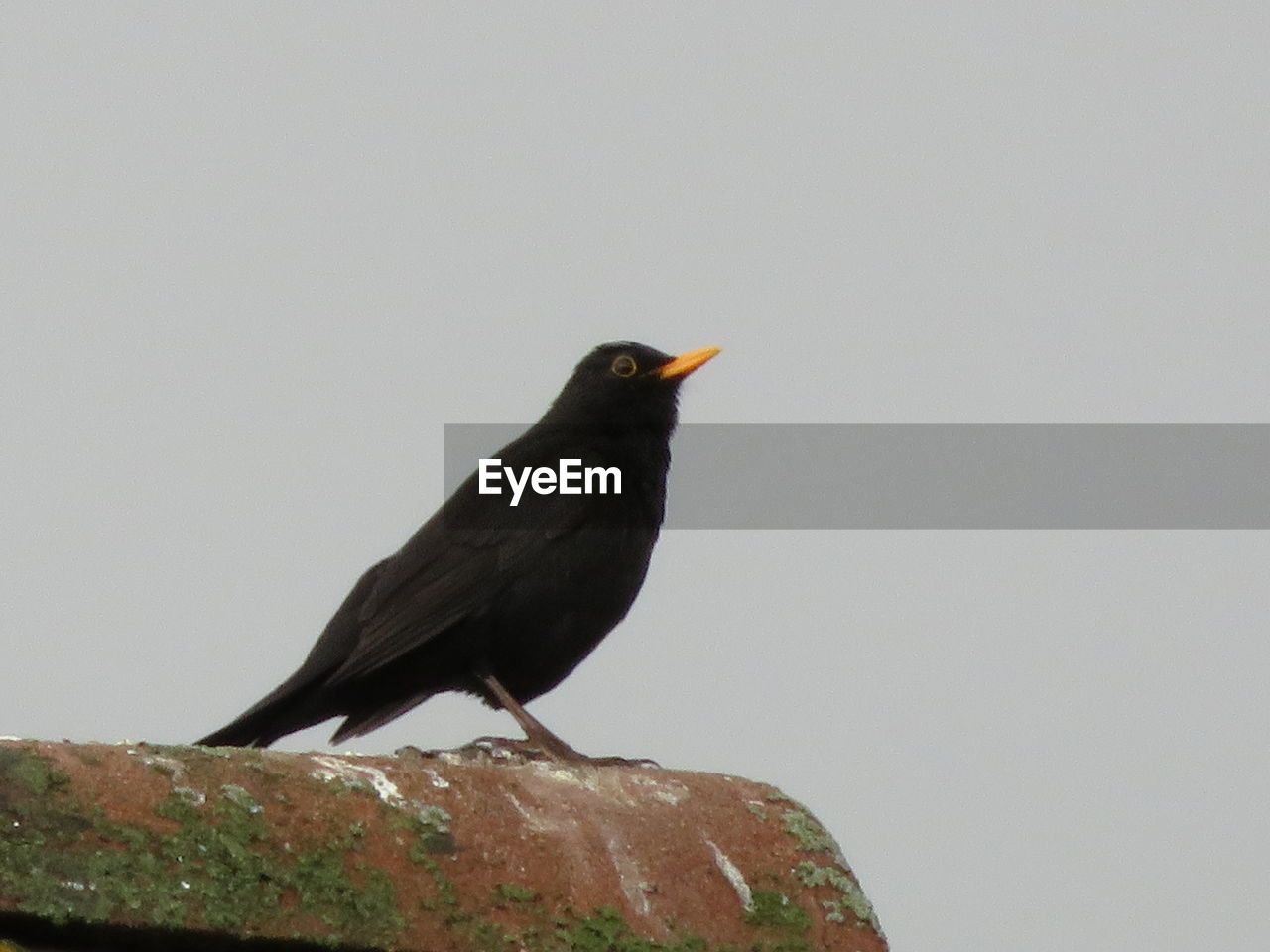 BIRD PERCHING ON ROCK AGAINST CLEAR SKY