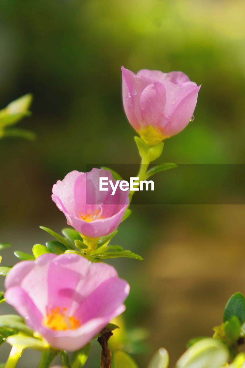 CLOSE-UP OF PINK FLOWER