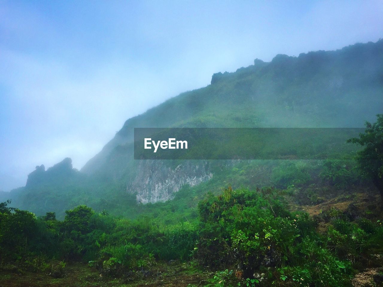 SCENIC VIEW OF FOREST AGAINST SKY