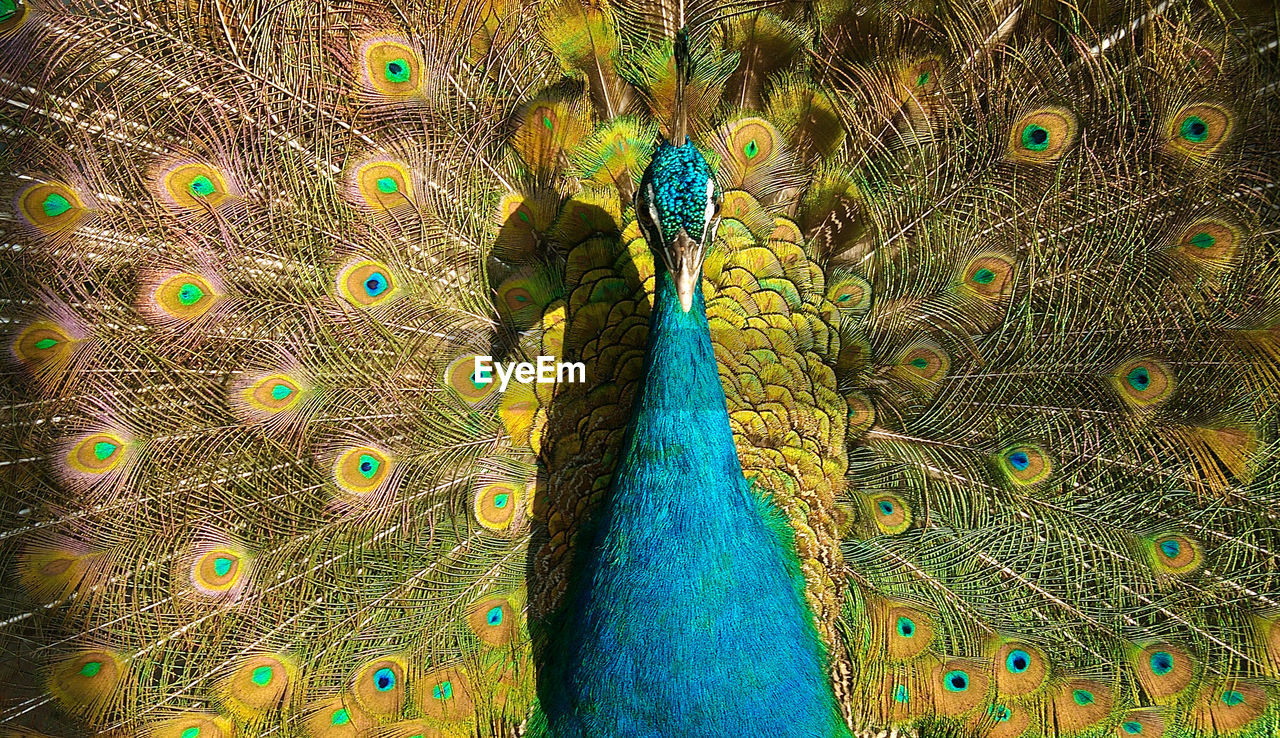 CLOSE-UP OF PEACOCK FEATHER ON FEATHERS