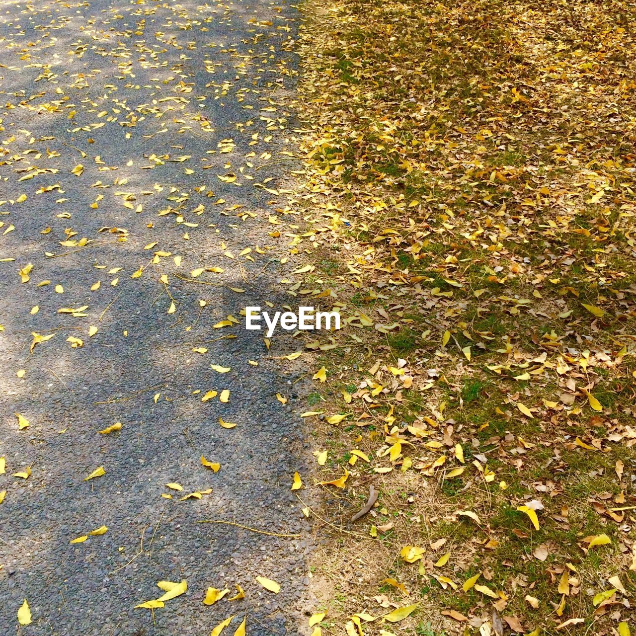 High angle view of maple leaves fallen on water