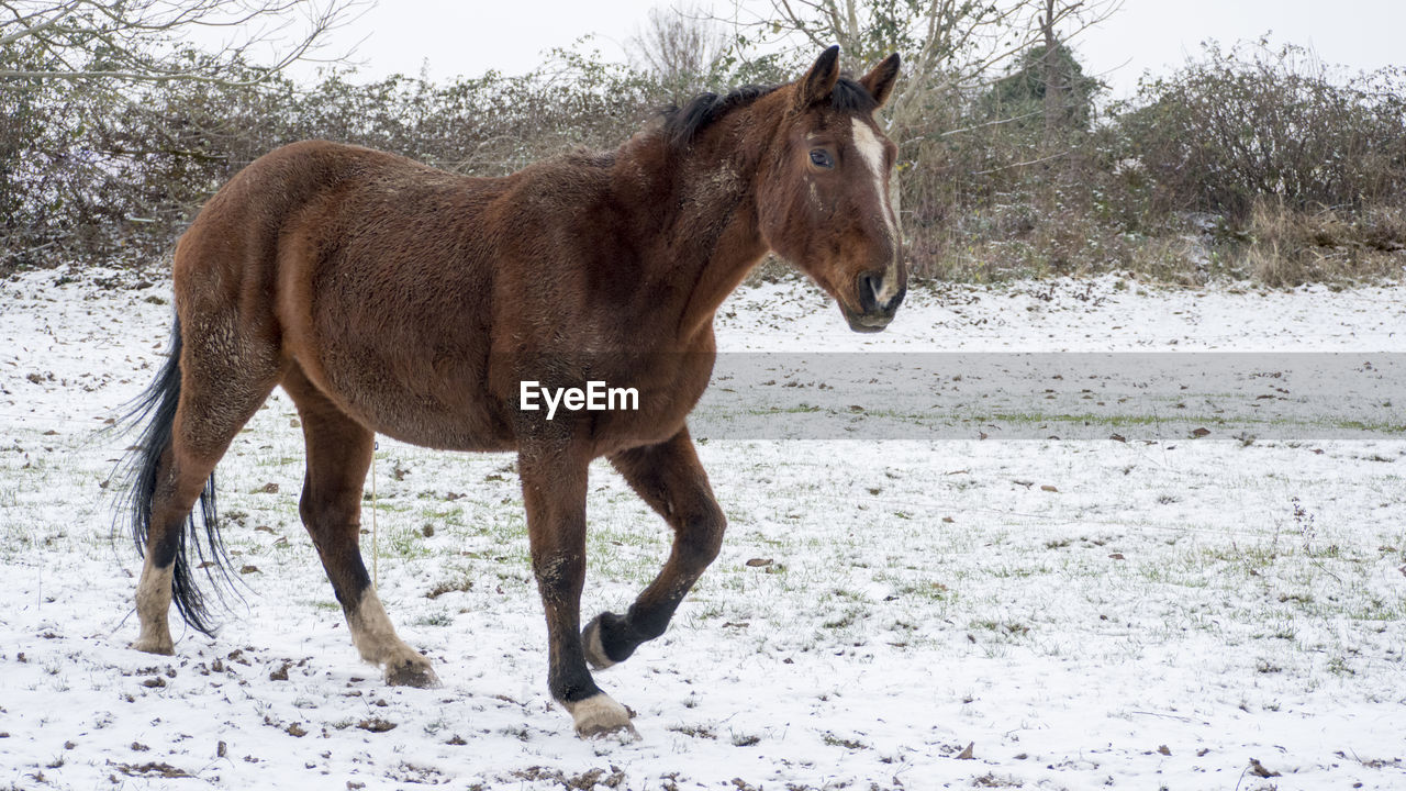 HORSE STANDING IN A SNOW