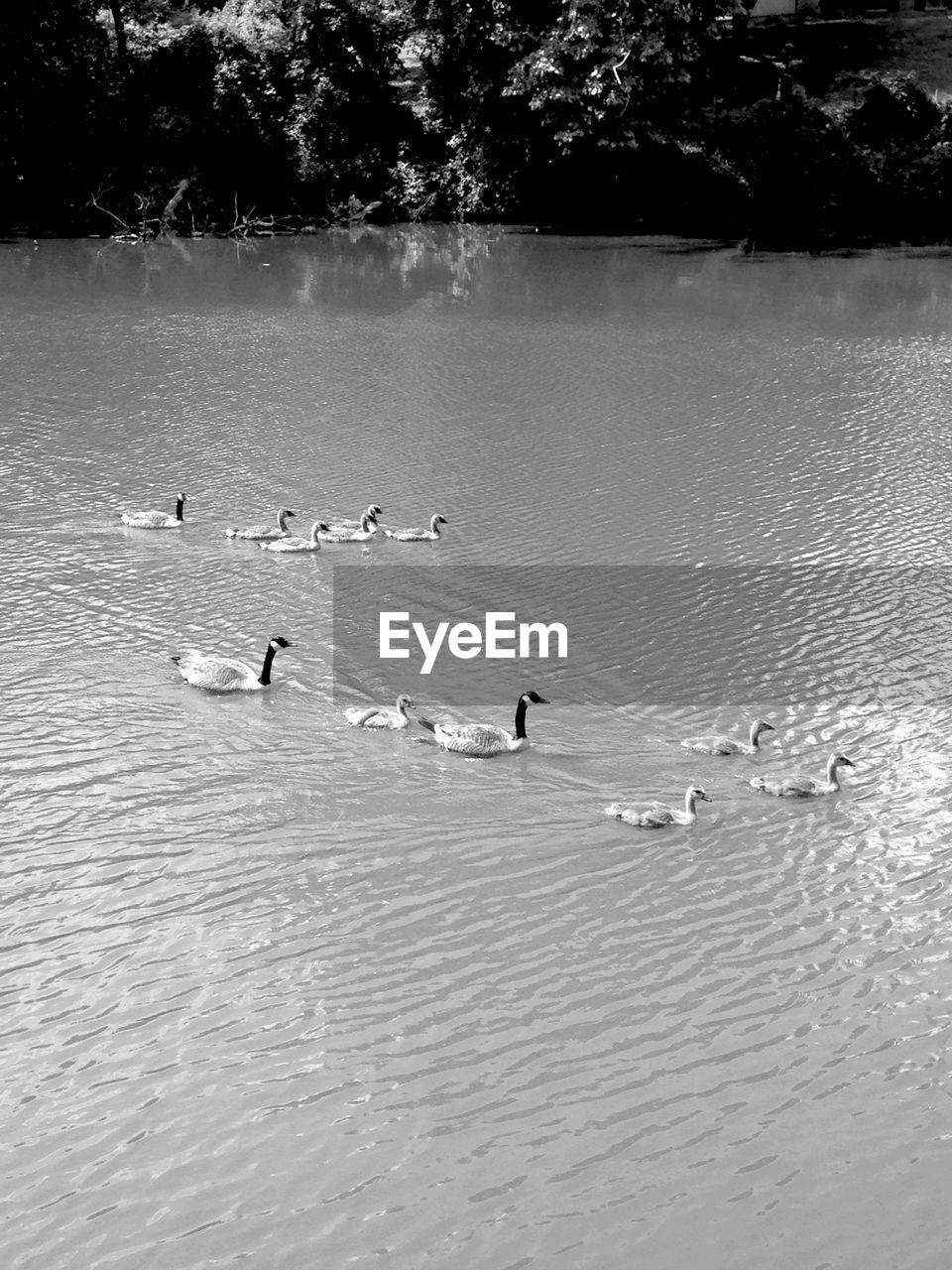 Canada geese swimming in lake