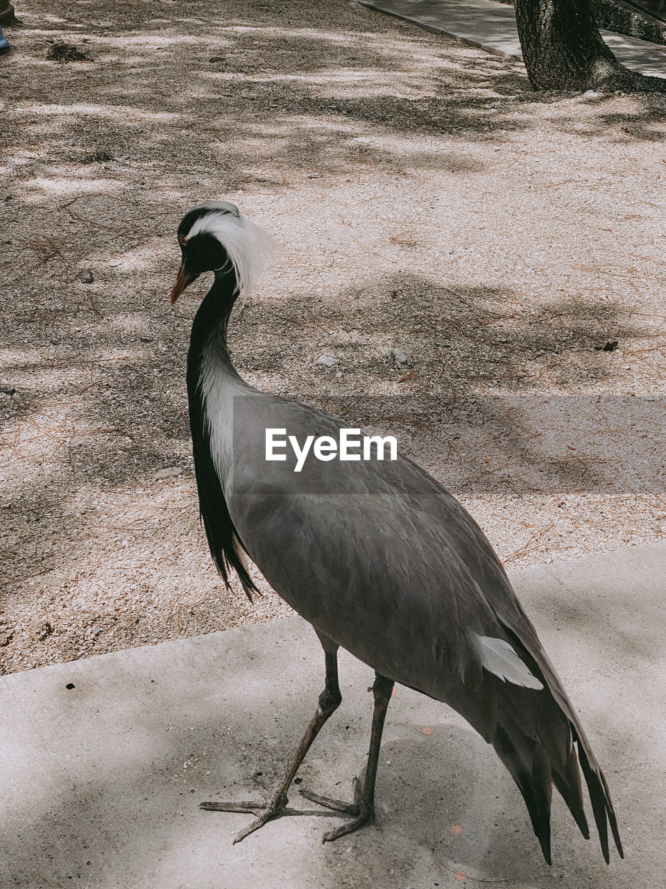 CLOSE-UP OF BIRD PERCHING ON GROUND