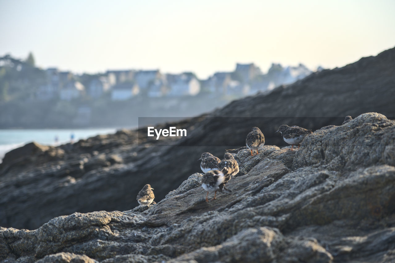 View of bird on rock in sea