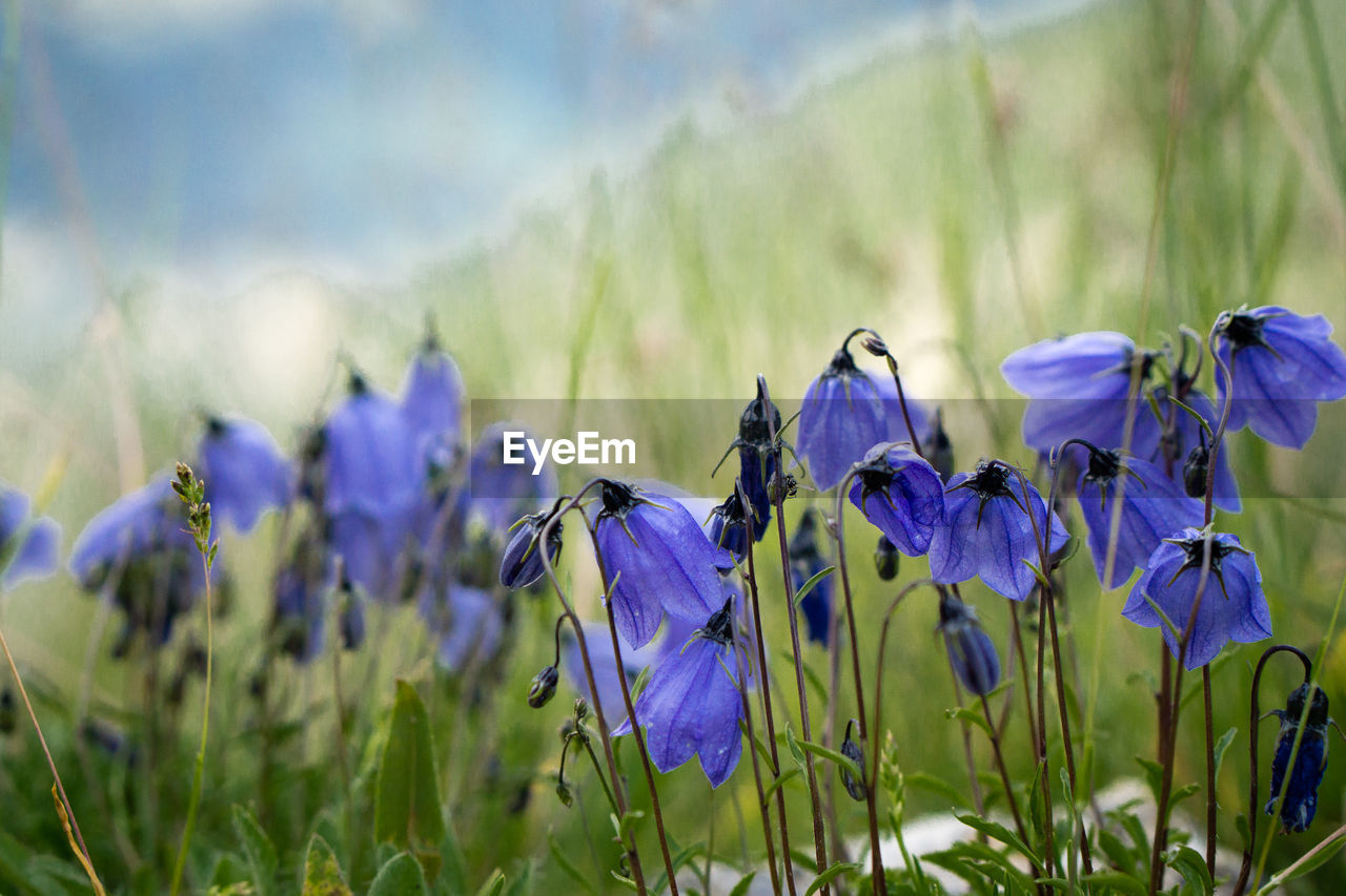 CLOSE-UP OF PURPLE FLOWERING PLANT ON LAND