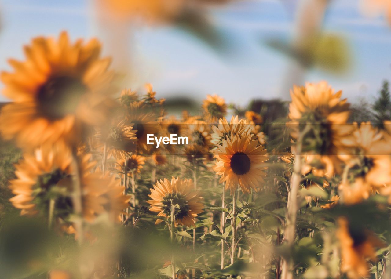 Strong yellow sunflowers blossoming in a field during a warm summer evening.