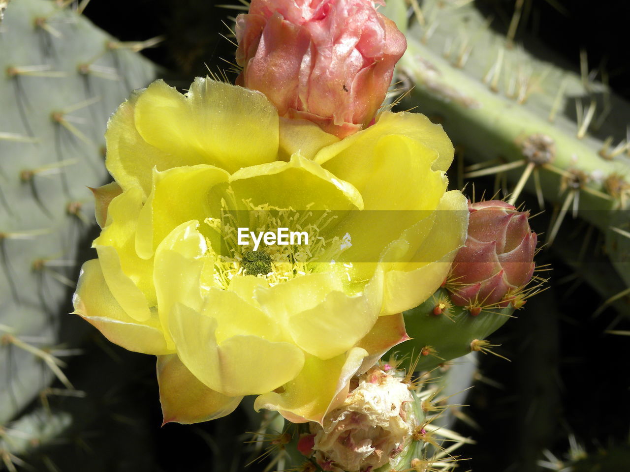 Close-up of cactus flower