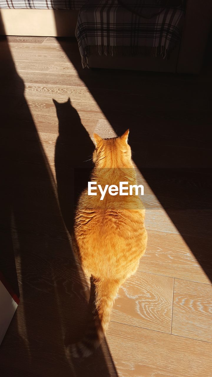 CLOSE-UP OF CAT BY SHADOW ON FLOOR