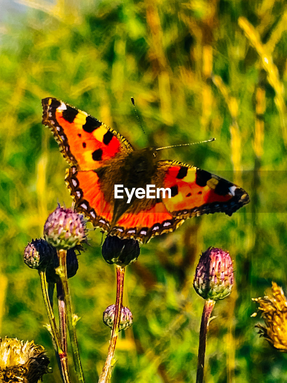 BUTTERFLY ON FLOWER