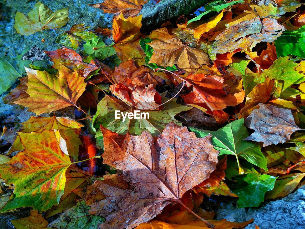 CLOSE-UP OF MAPLE LEAVES FALLEN IN AUTUMN