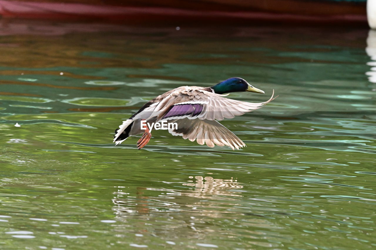 animal themes, animal, bird, animal wildlife, wildlife, water, duck, one animal, water bird, ducks, geese and swans, lake, flying, mallard, spread wings, nature, wing, no people, waterfront, beak, day, poultry, swimming, motion, outdoors, beauty in nature, animal body part, animal wing, rippled