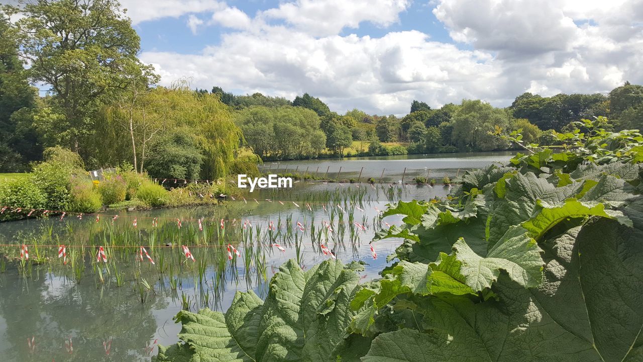 SCENIC VIEW OF LAKE AGAINST TREES