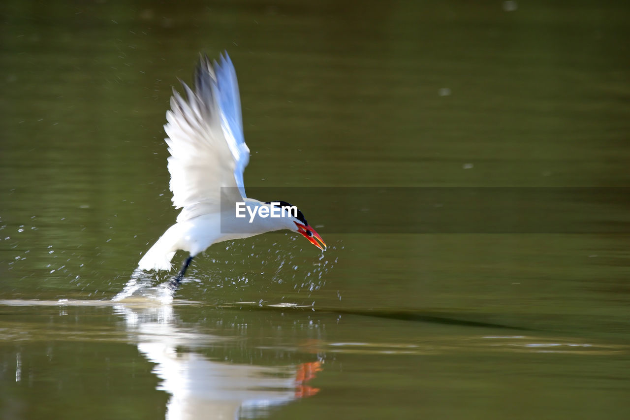 Caspian tern hunting fish over lake