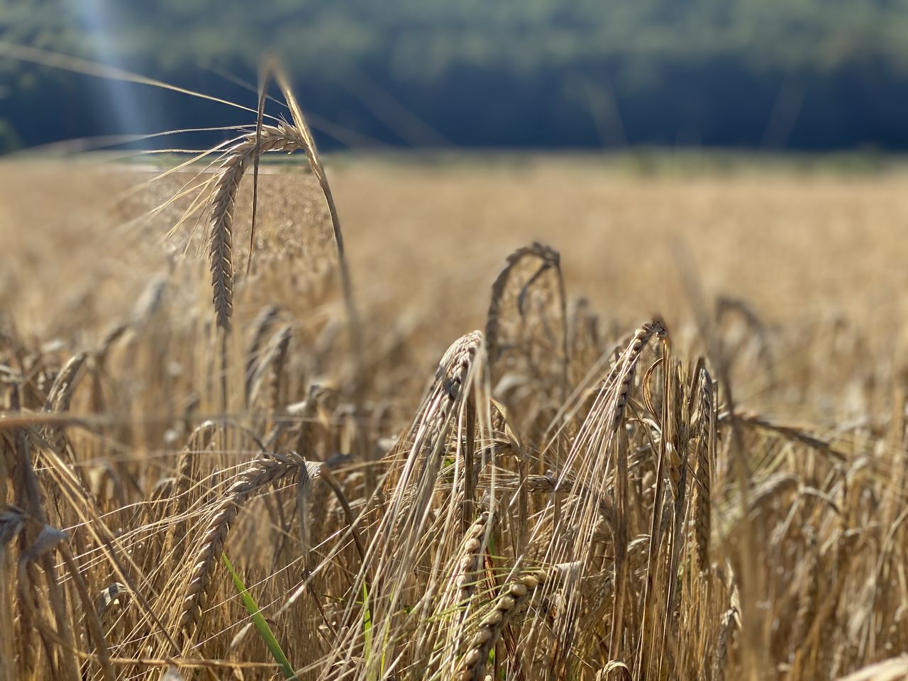 Close-up of wheat growing on field