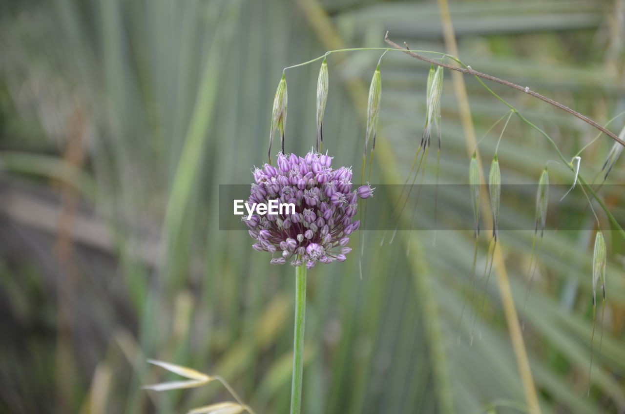 CLOSE-UP OF PURPLE LAVENDER FLOWER