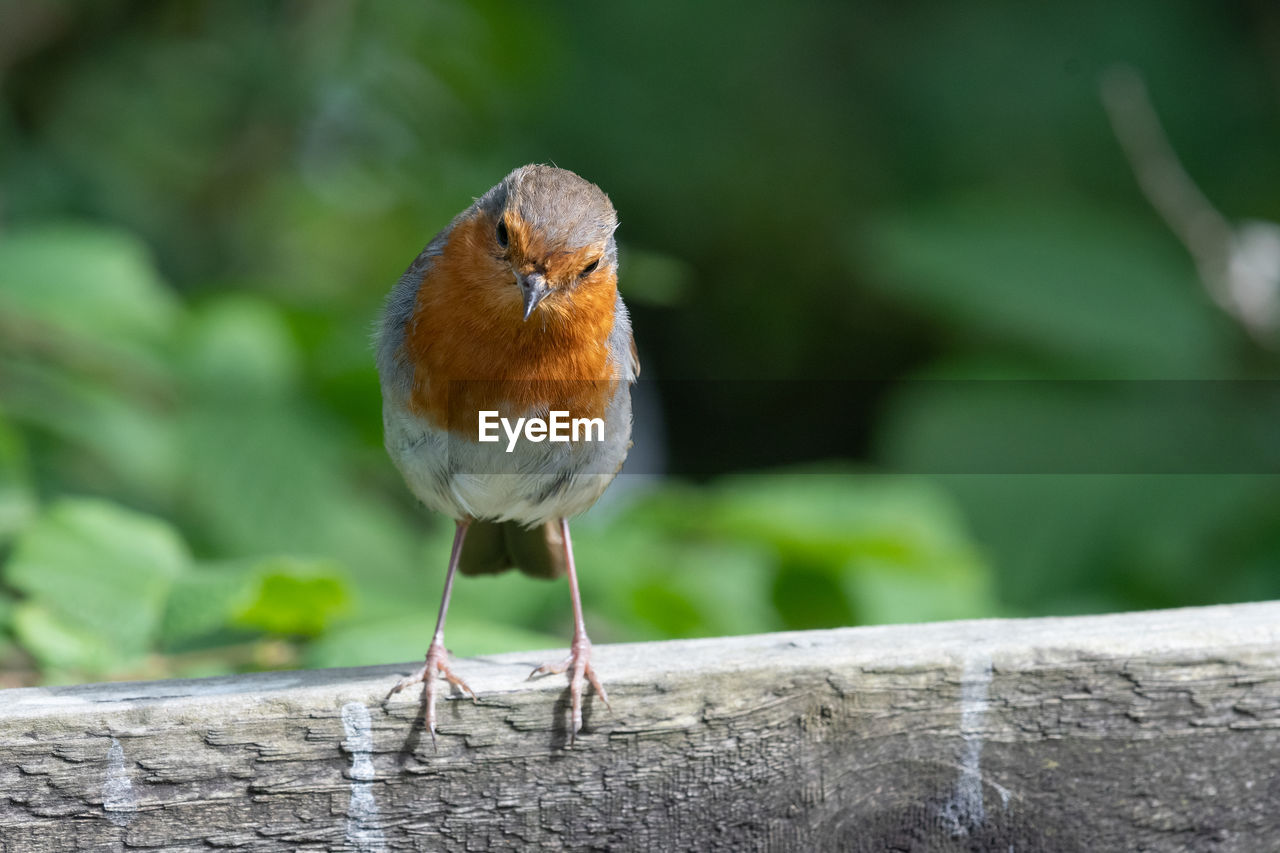 Portrait of a european robin perching on a wooden fence