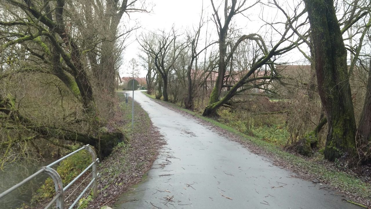 EMPTY ROAD ALONG TREES