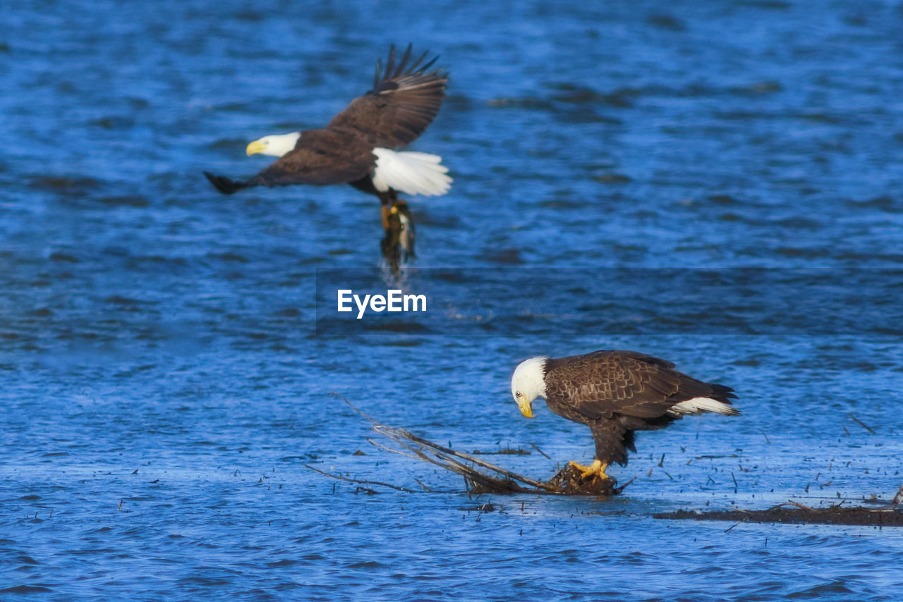 BIRDS IN A LAKE