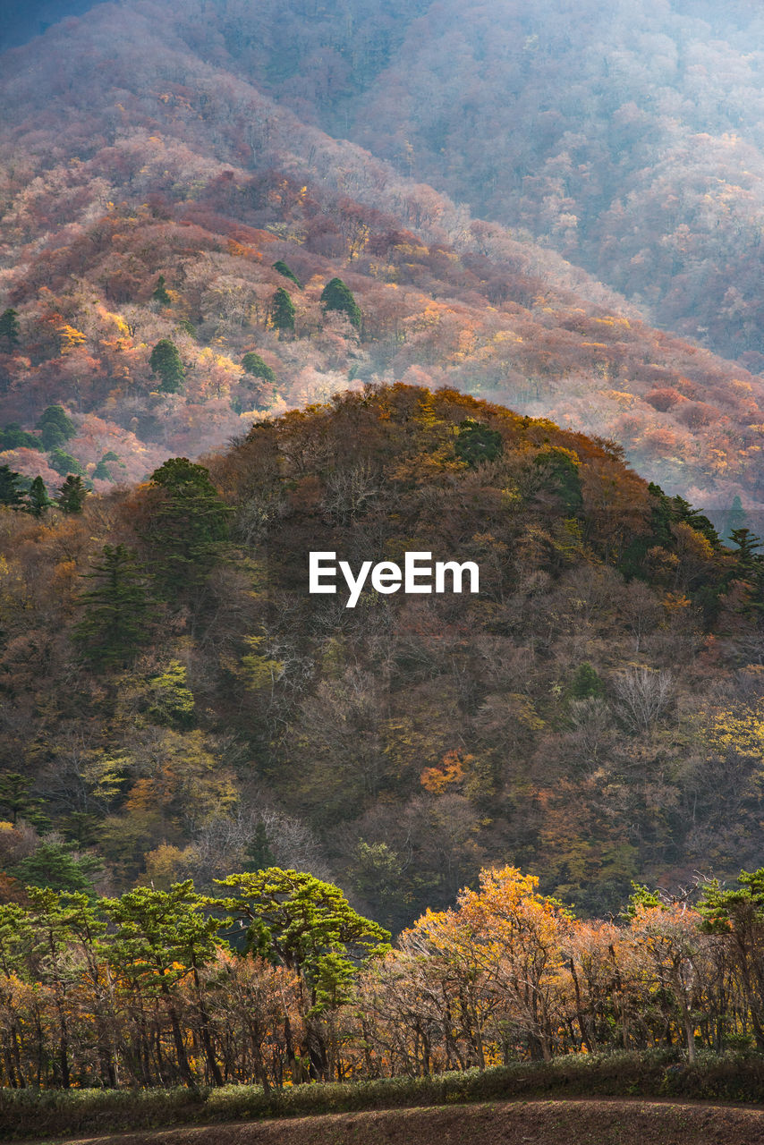 View of trees in forest during autumn