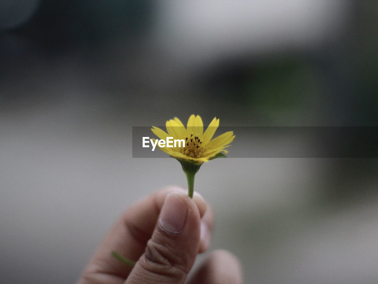 Close-up of hand holding yellow flower