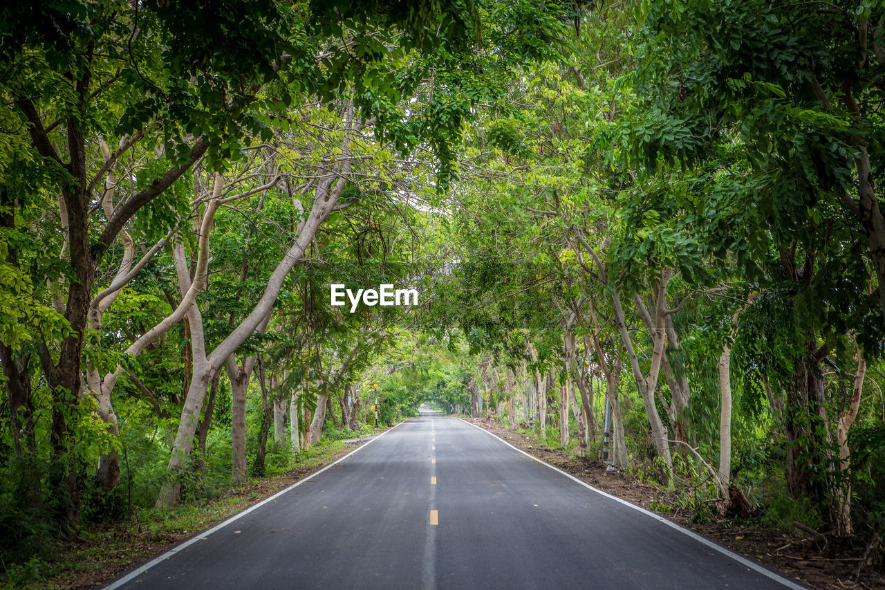 VIEW OF ROAD AMIDST TREES