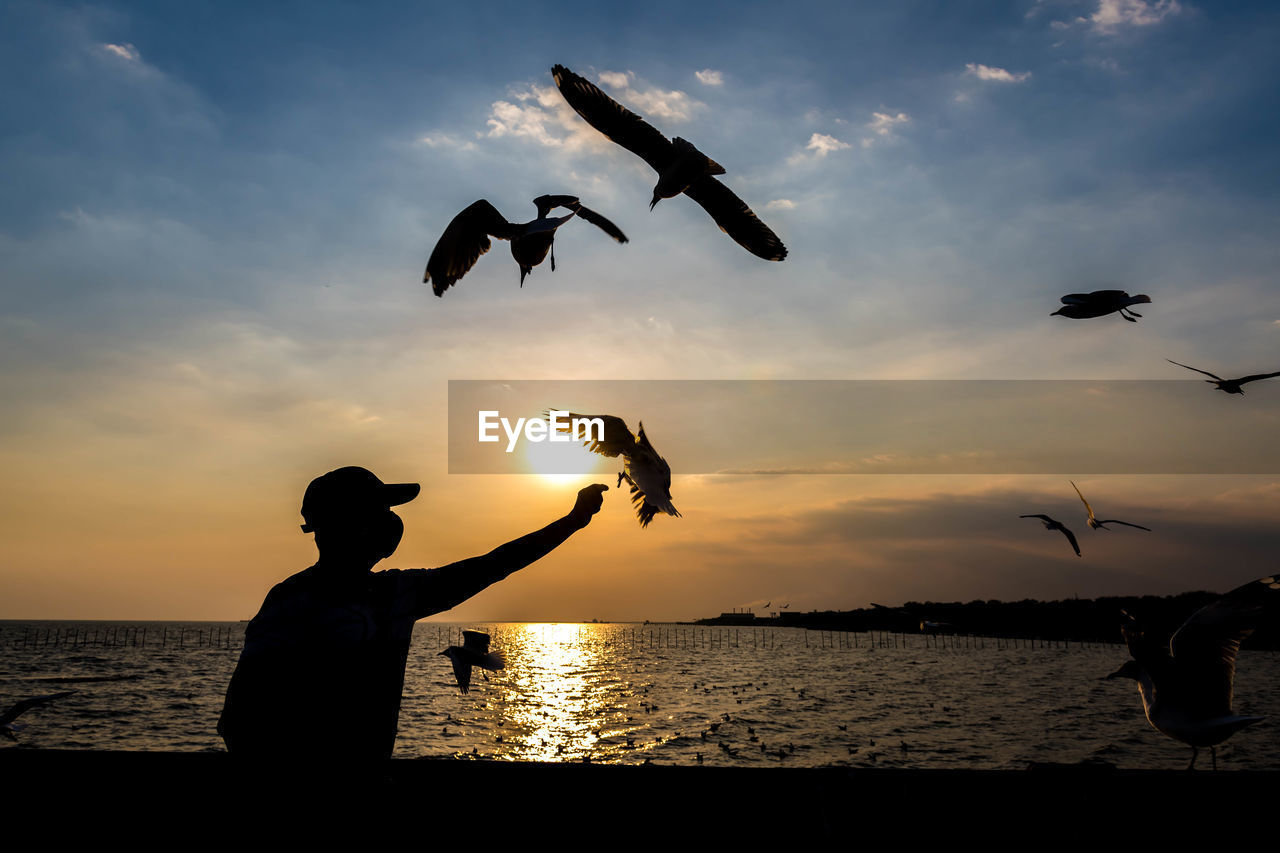 sky, silhouette, water, sunset, flying, bird, sea, nature, animal, wildlife, animal themes, animal wildlife, beauty in nature, cloud, group of animals, beach, mid-air, leisure activity, sunlight, men, outdoors, adult, horizon over water, scenics - nature, holiday, land, one person, vacation, trip, horizon, tranquility, motion