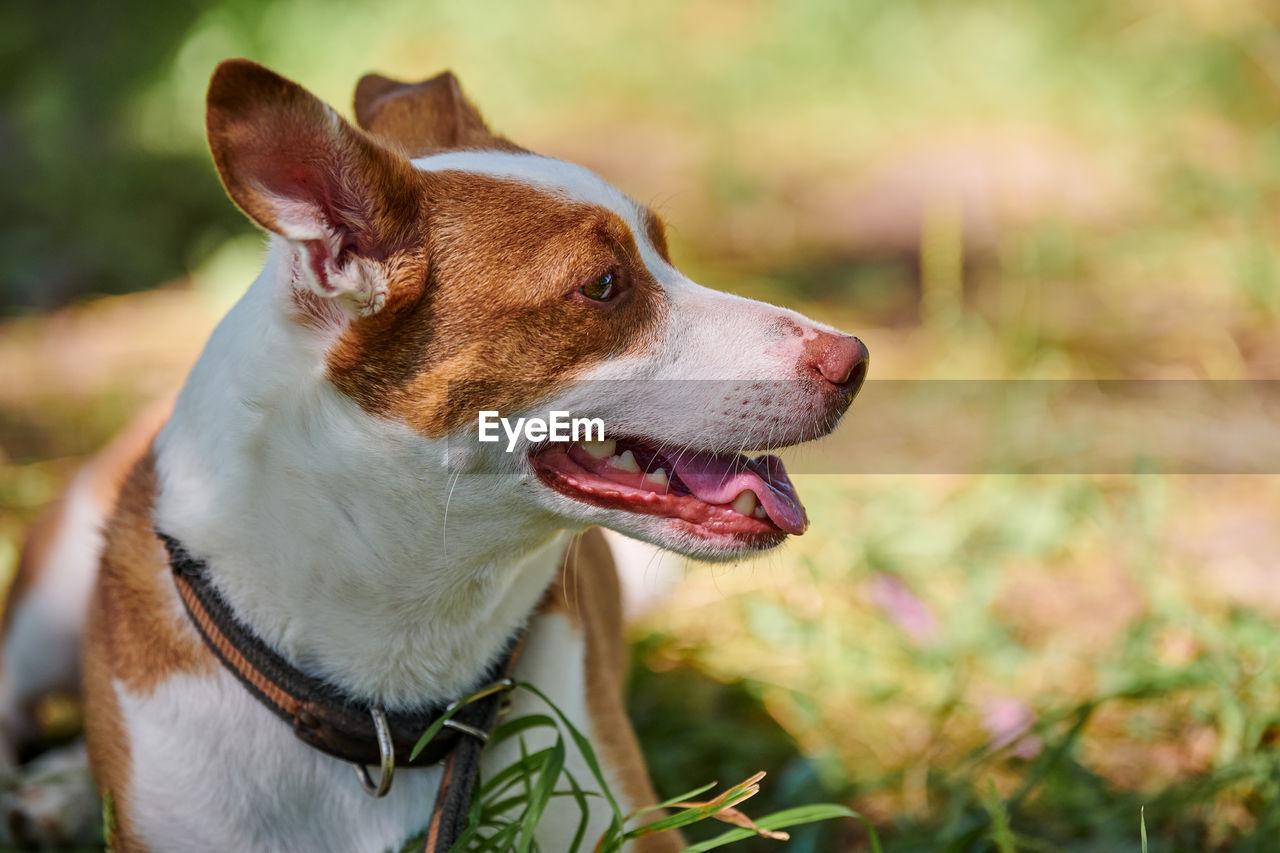 close-up of dog standing on field