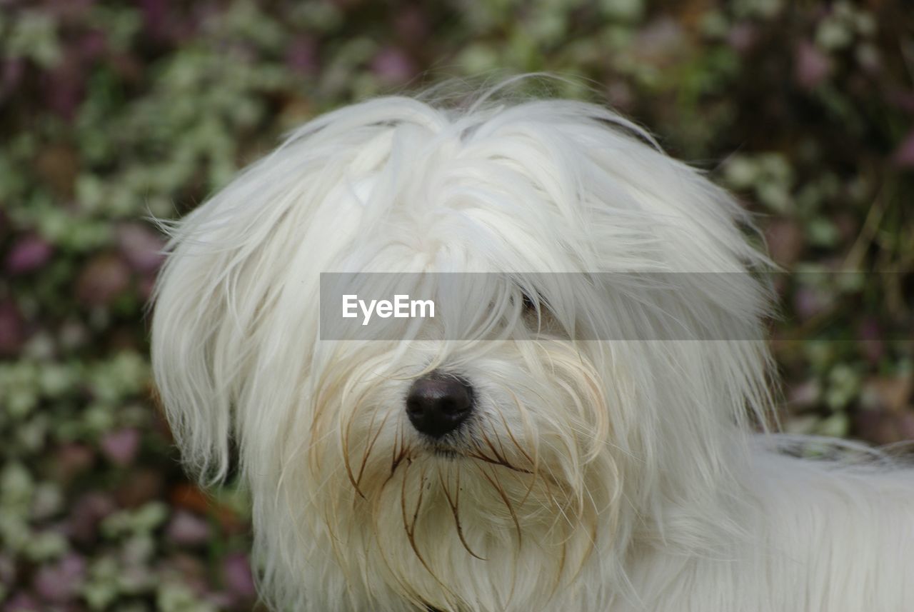 Portrait of white hairy dog