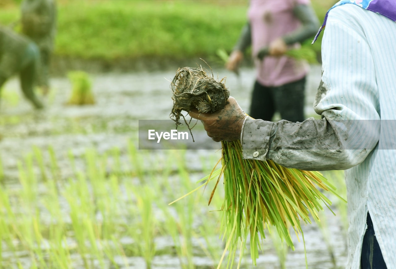 Farmer grow rice in rainy season.