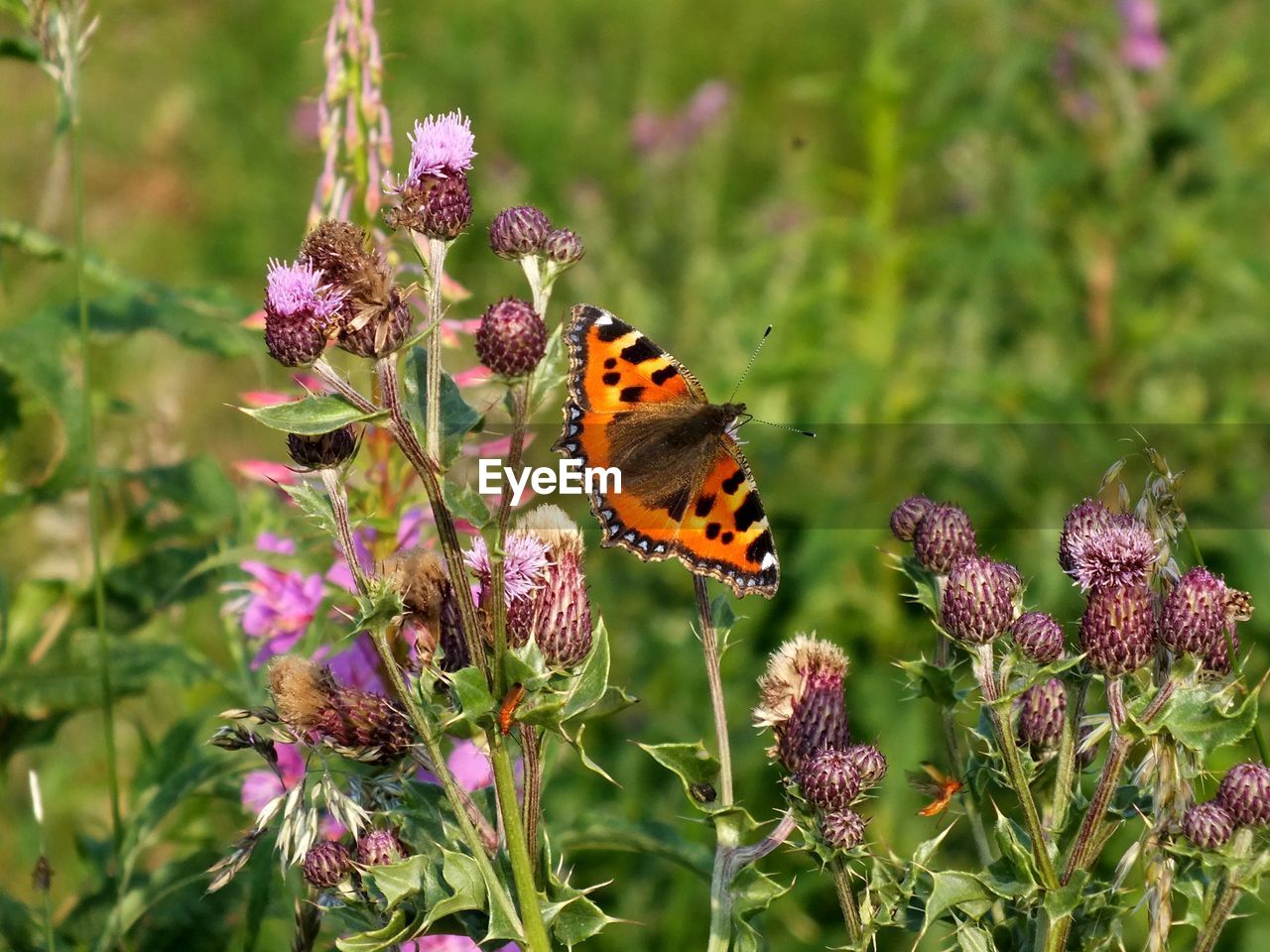 CLOSE-UP OF BUTTERFLY POLLINATING ON FLOWER