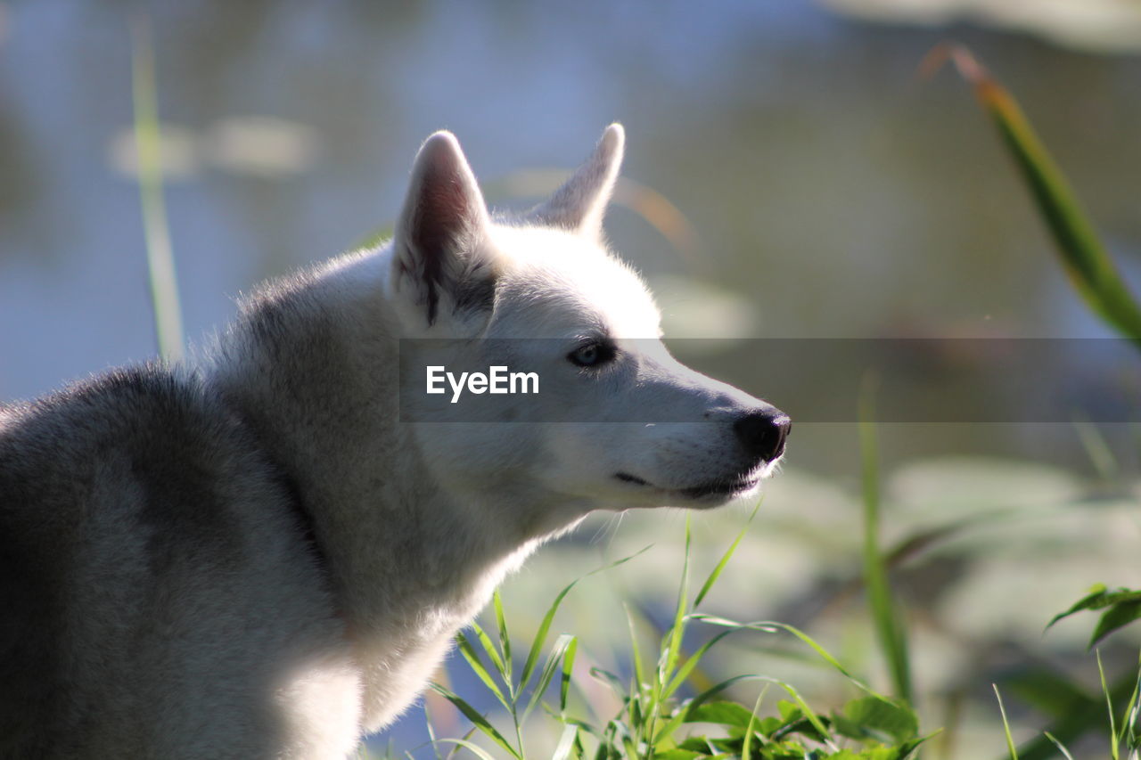 CLOSE-UP OF WHITE DOG LOOKING AWAY