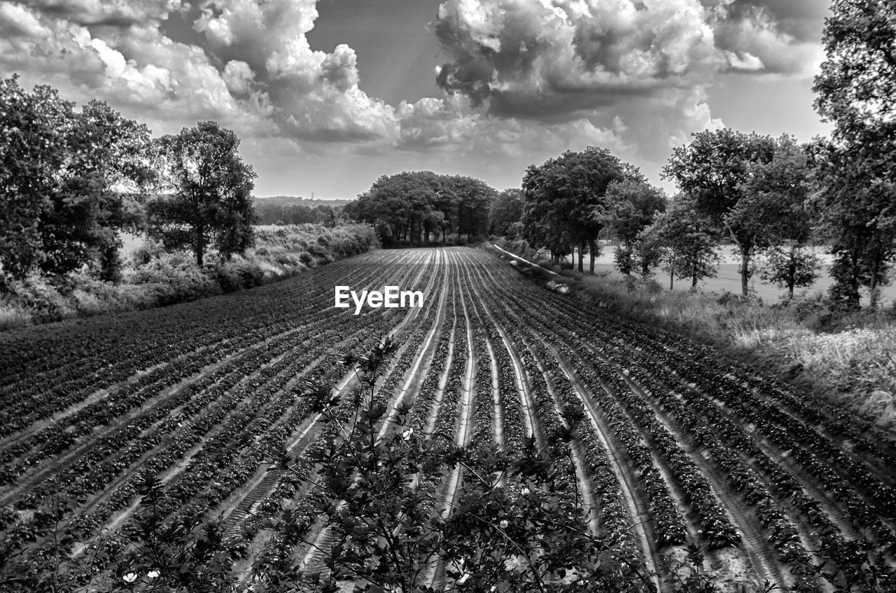 Agricultural field against cloudy sky