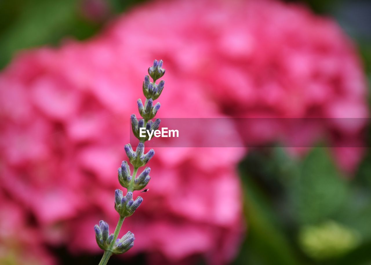 Close-up of pink flowering plant