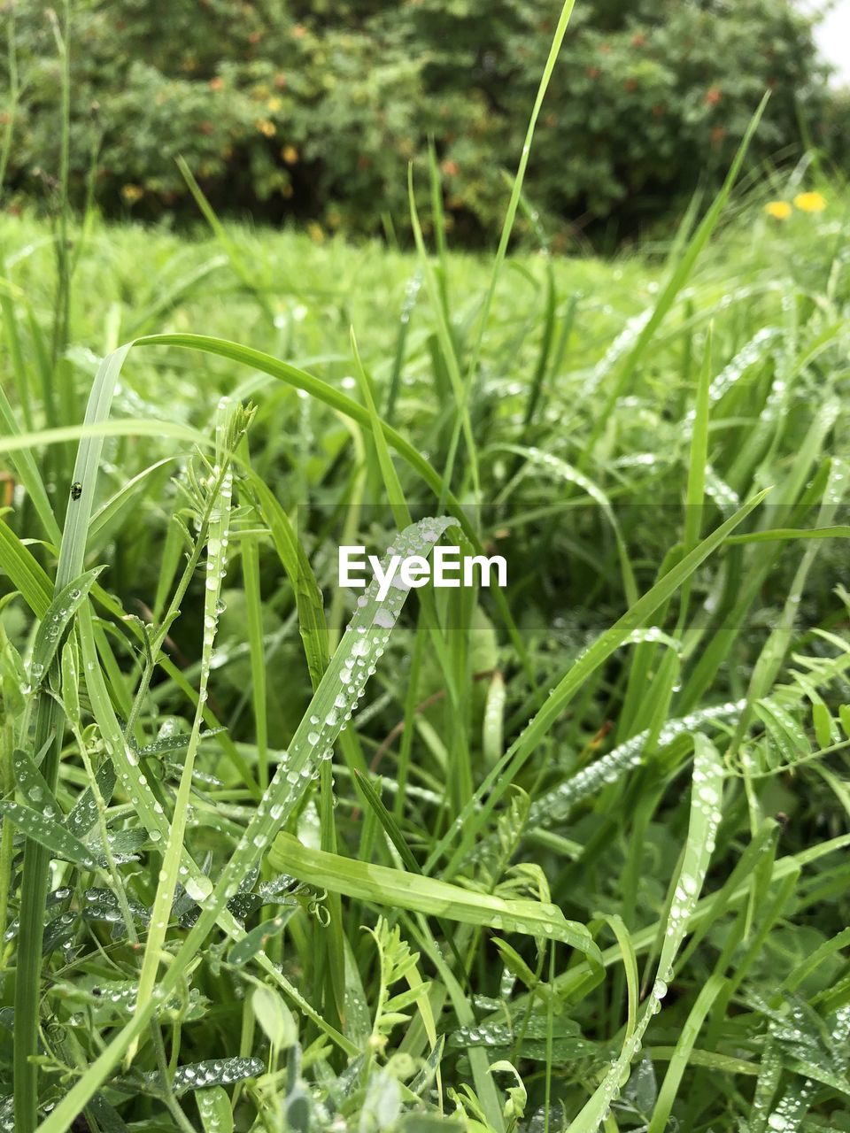 CLOSE-UP OF WET GRASS