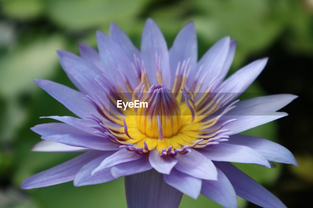 Close-up of purple water lily