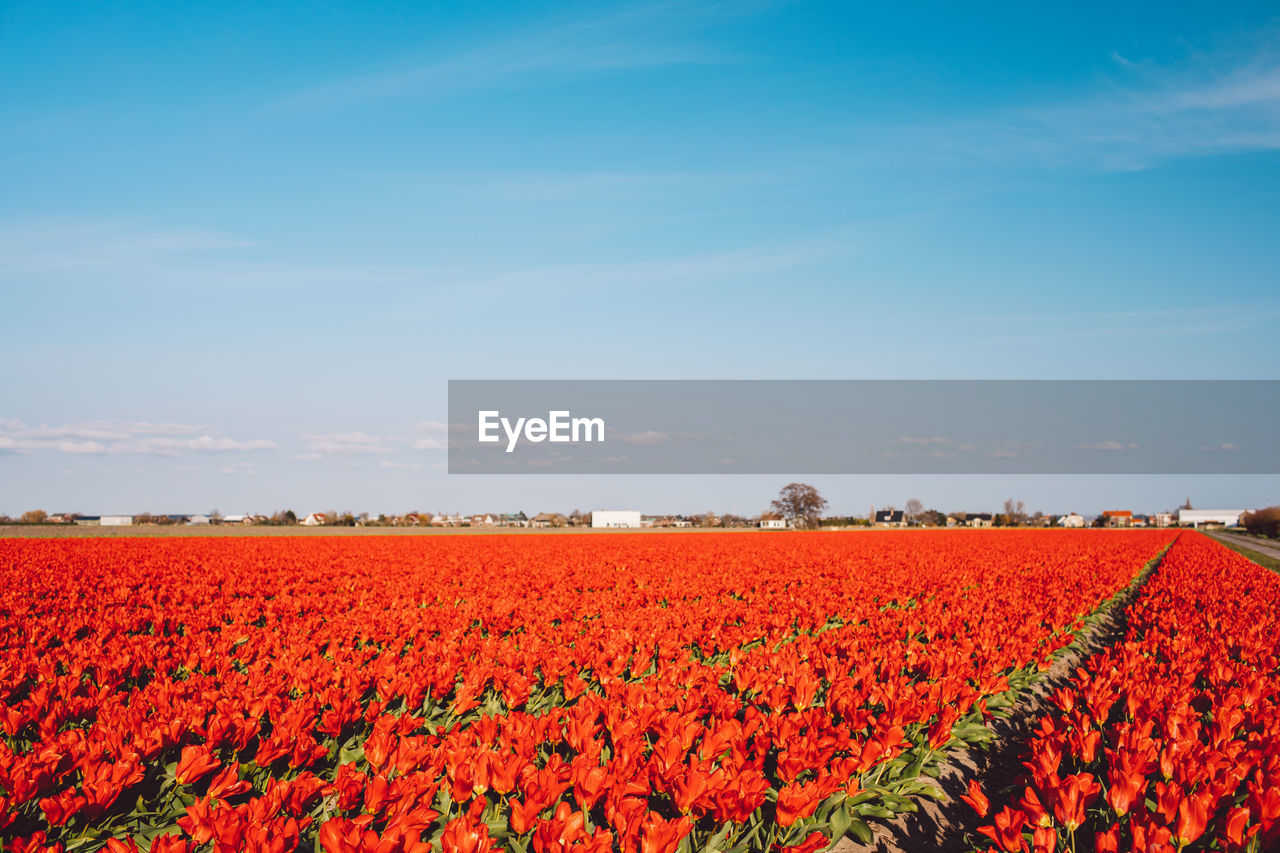 RED FLOWERS ON FIELD AGAINST SKY