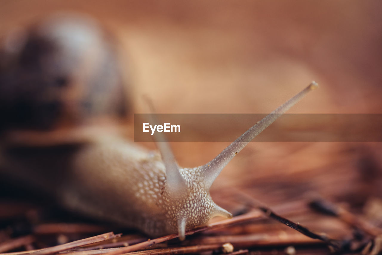 Closeup soft focus of achatina snail or giant ghana african snail crawling on grass in nature with brown background