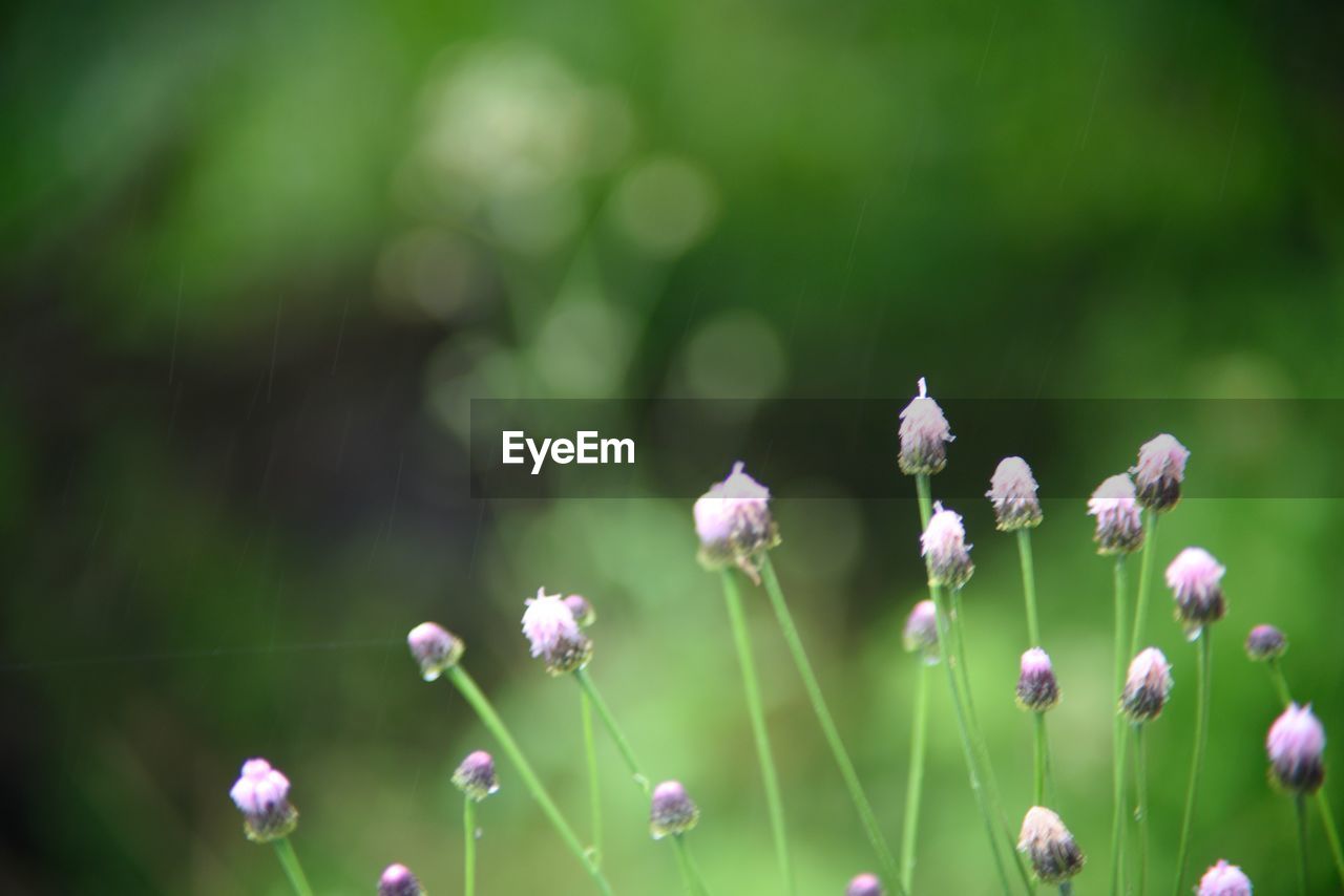 Milk thistle