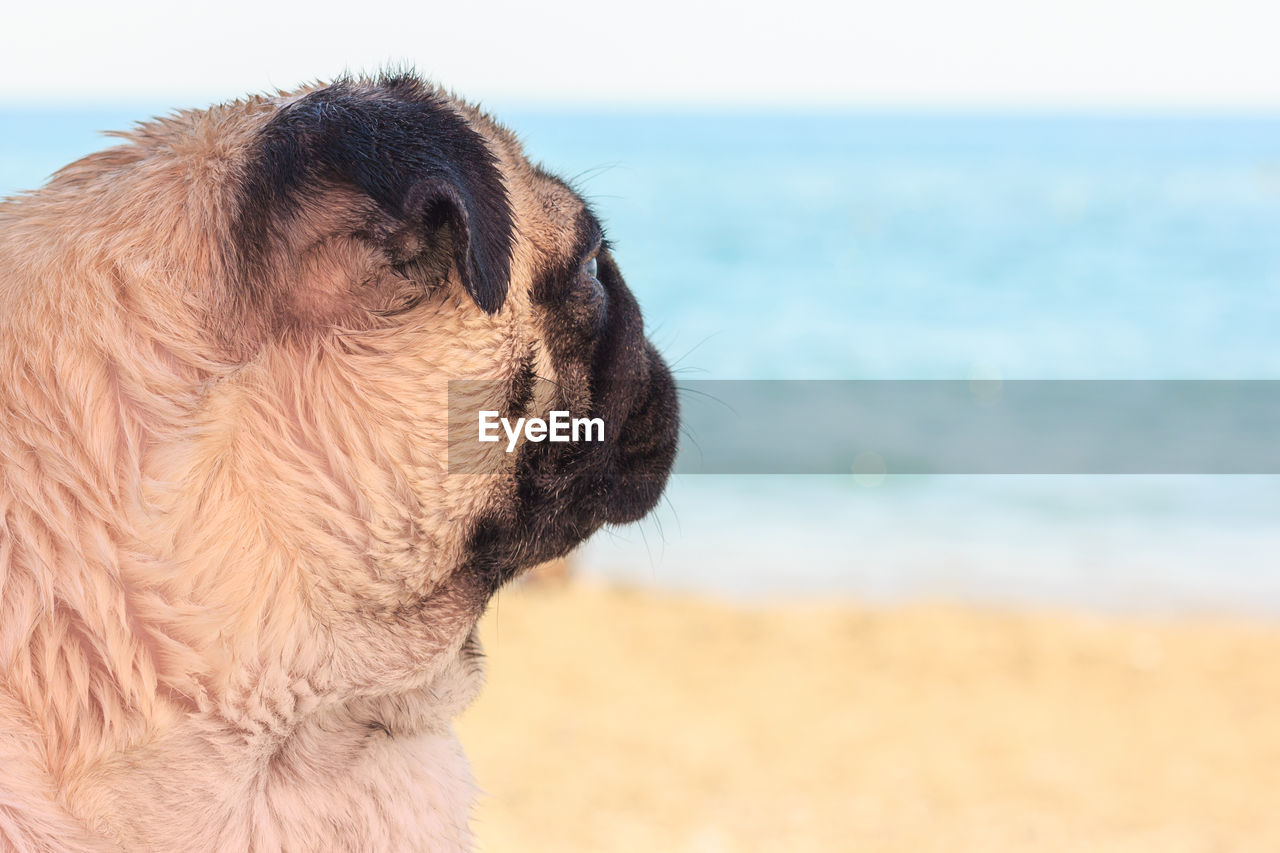 CLOSE-UP OF DOG LOOKING AT BEACH