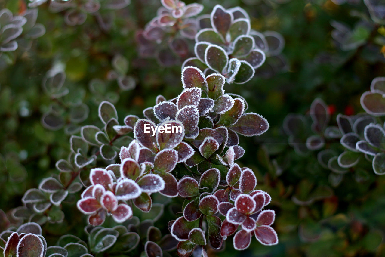 Close-up of flowering plant