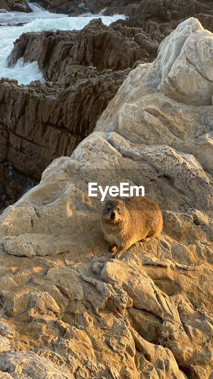 Low angle view of rock rabbit on rock