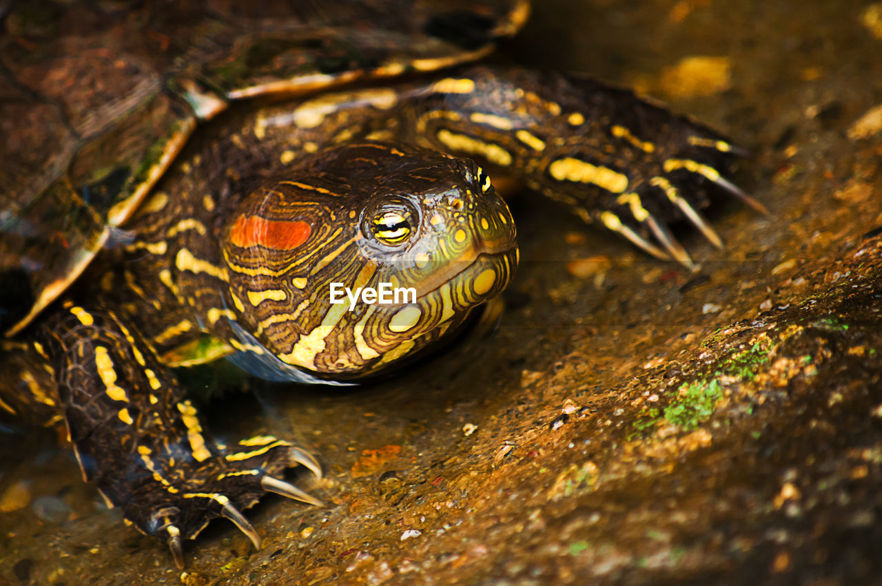 Close-up of red eared slider turtle